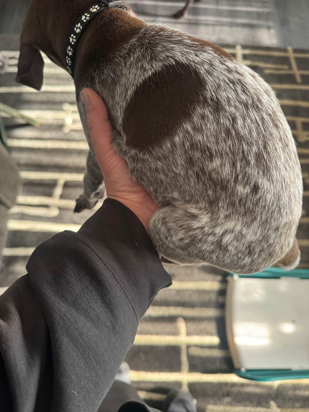 German Shorthaired Pointer Puppies breeder image 5