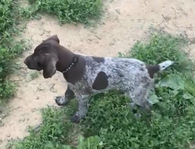 German Shorthaired Pointer Puppies media 3