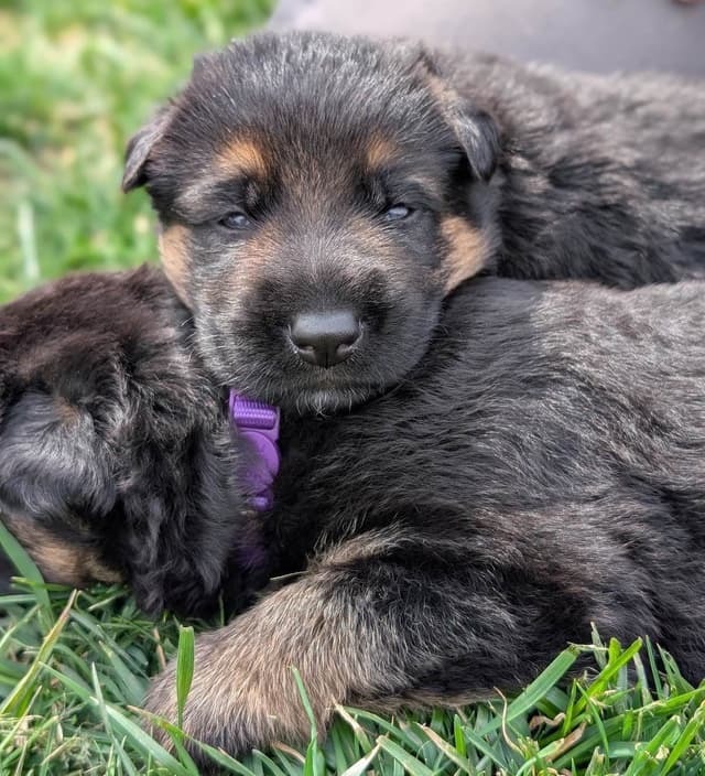 German Shepherd Dog Puppies media 2