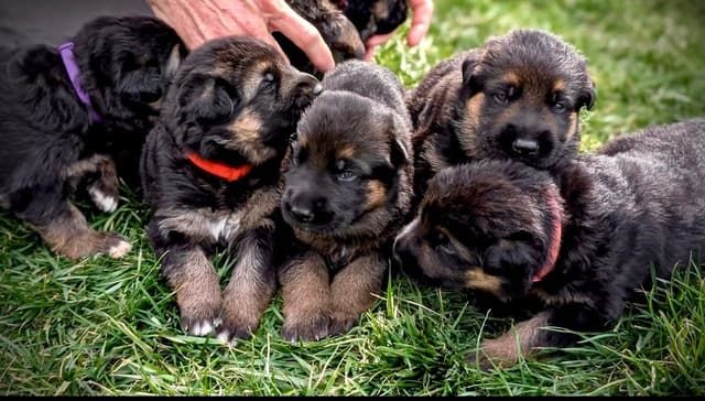 German Shepherd Dog Puppies media 3