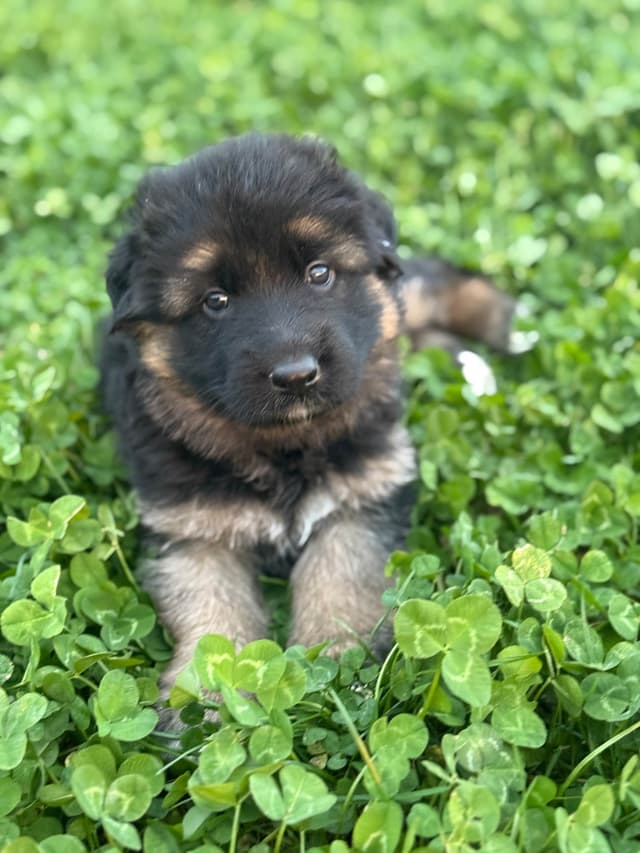 German Shepherd Dog Puppies media 4