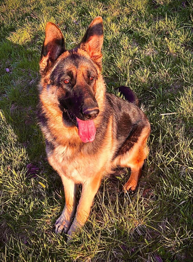 German Shepherd Dog Puppies media 5