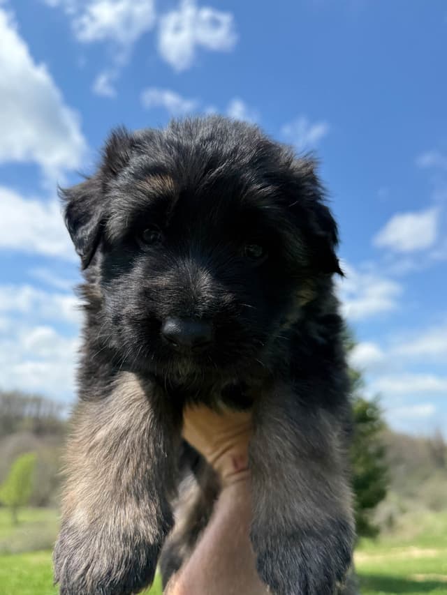 German Shepherd Dog Puppies media 6