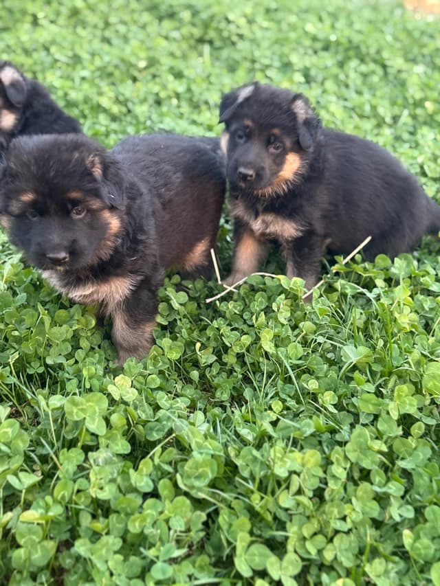 German Shepherd Dog Puppies media 8
