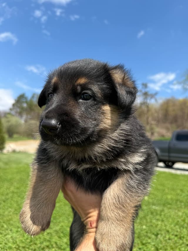German Shepherd Dog Puppies media 7