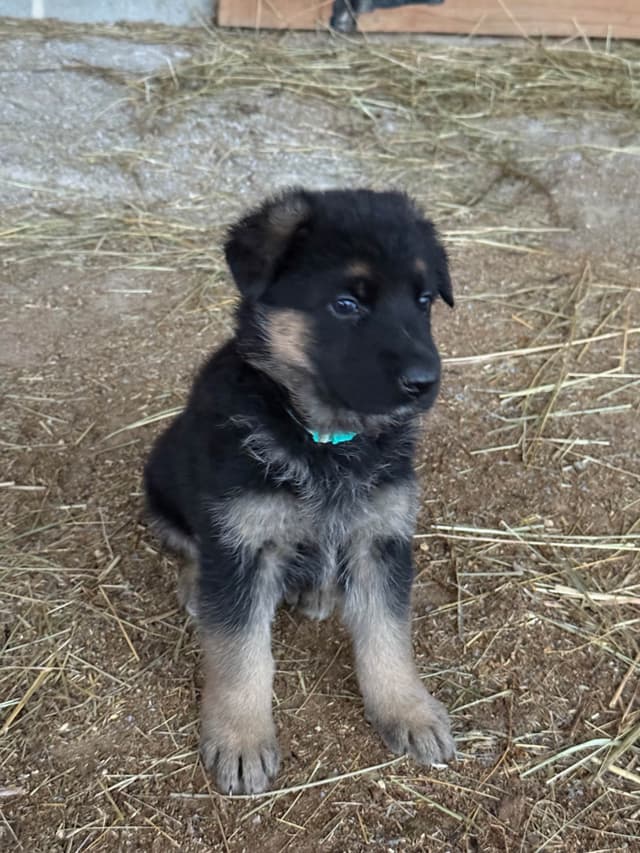 German Shepherd Dog Puppies media 9