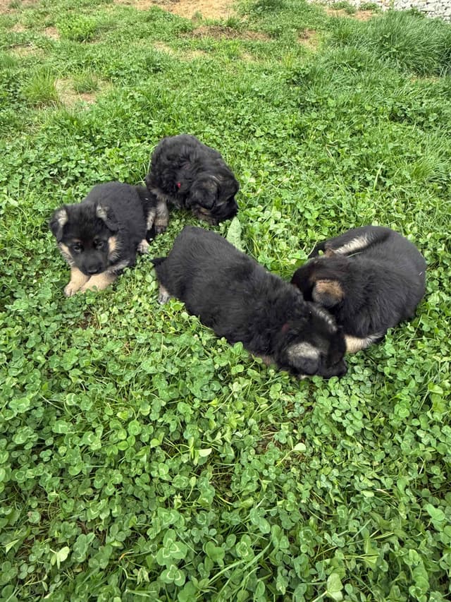 German Shepherd Dog Puppies media 11
