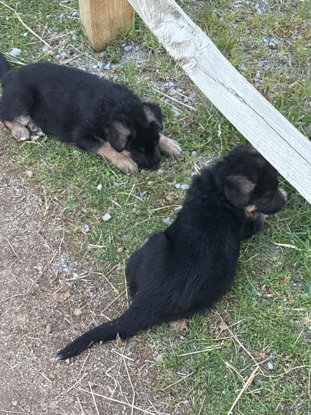 German Shepherd Dog Puppies media 10