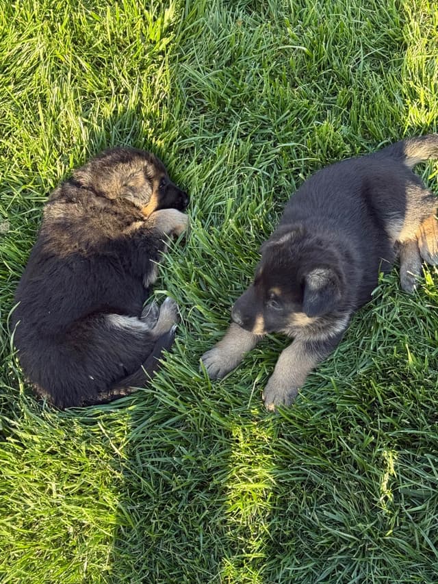 German Shepherd Dog Puppies media 12