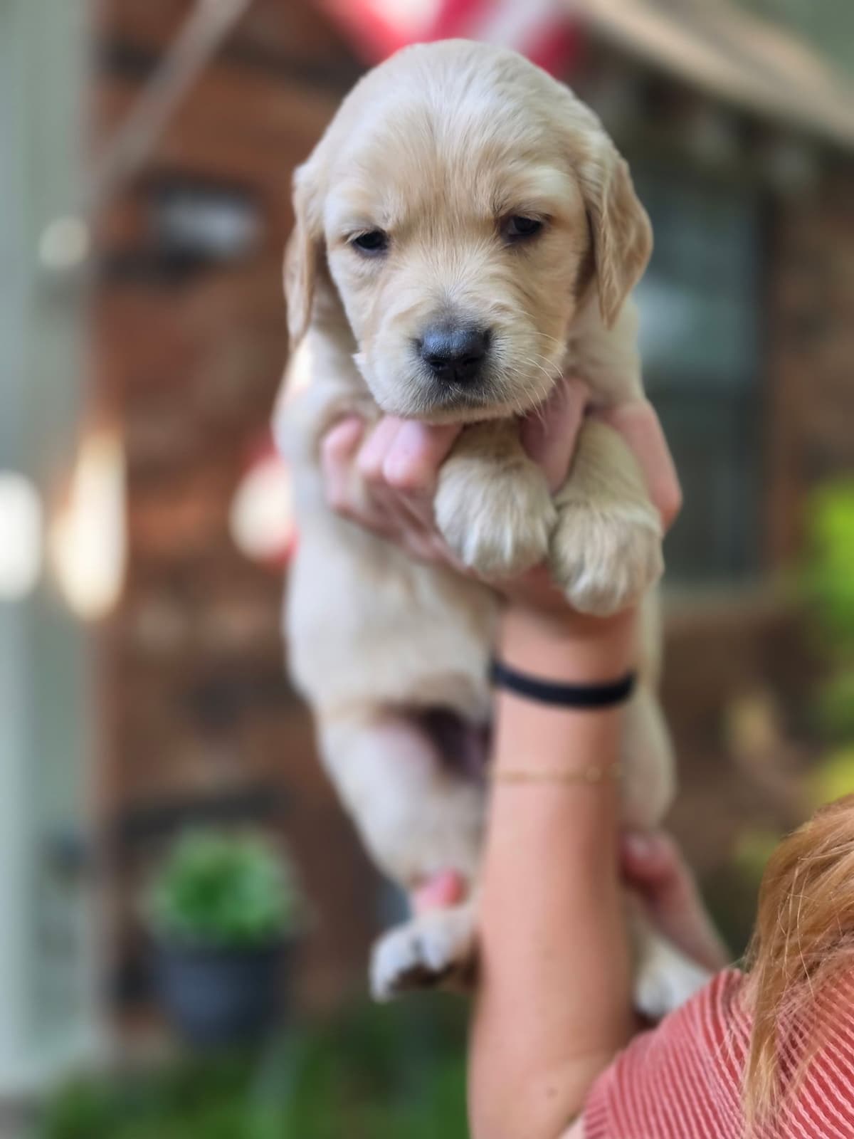 Home Raised AKC Golden Retriever Puppies – Daisy & Boone's Litter breeder image 2