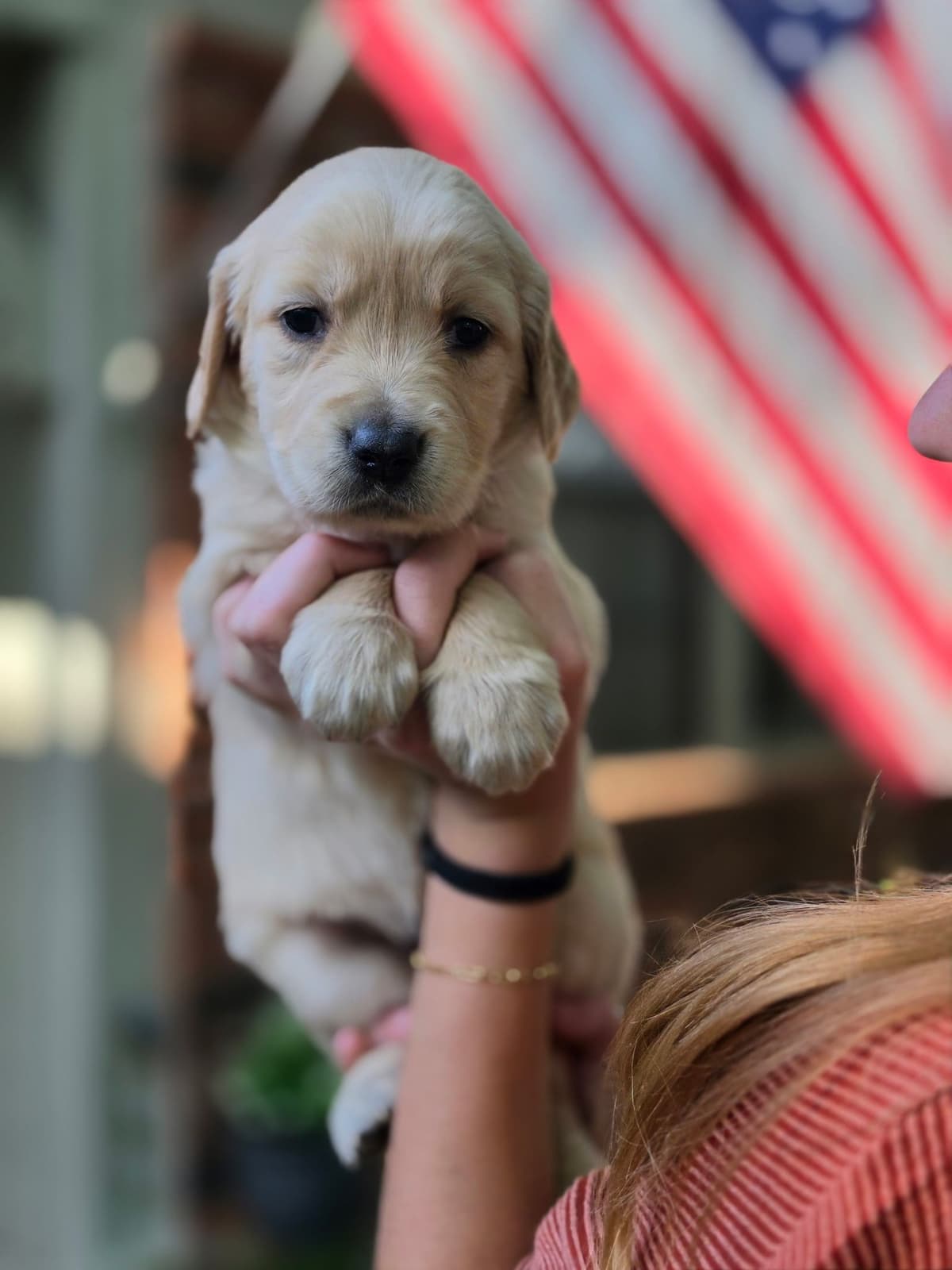 Home Raised AKC Golden Retriever Puppies – Daisy & Boone's Litter breeder image 3