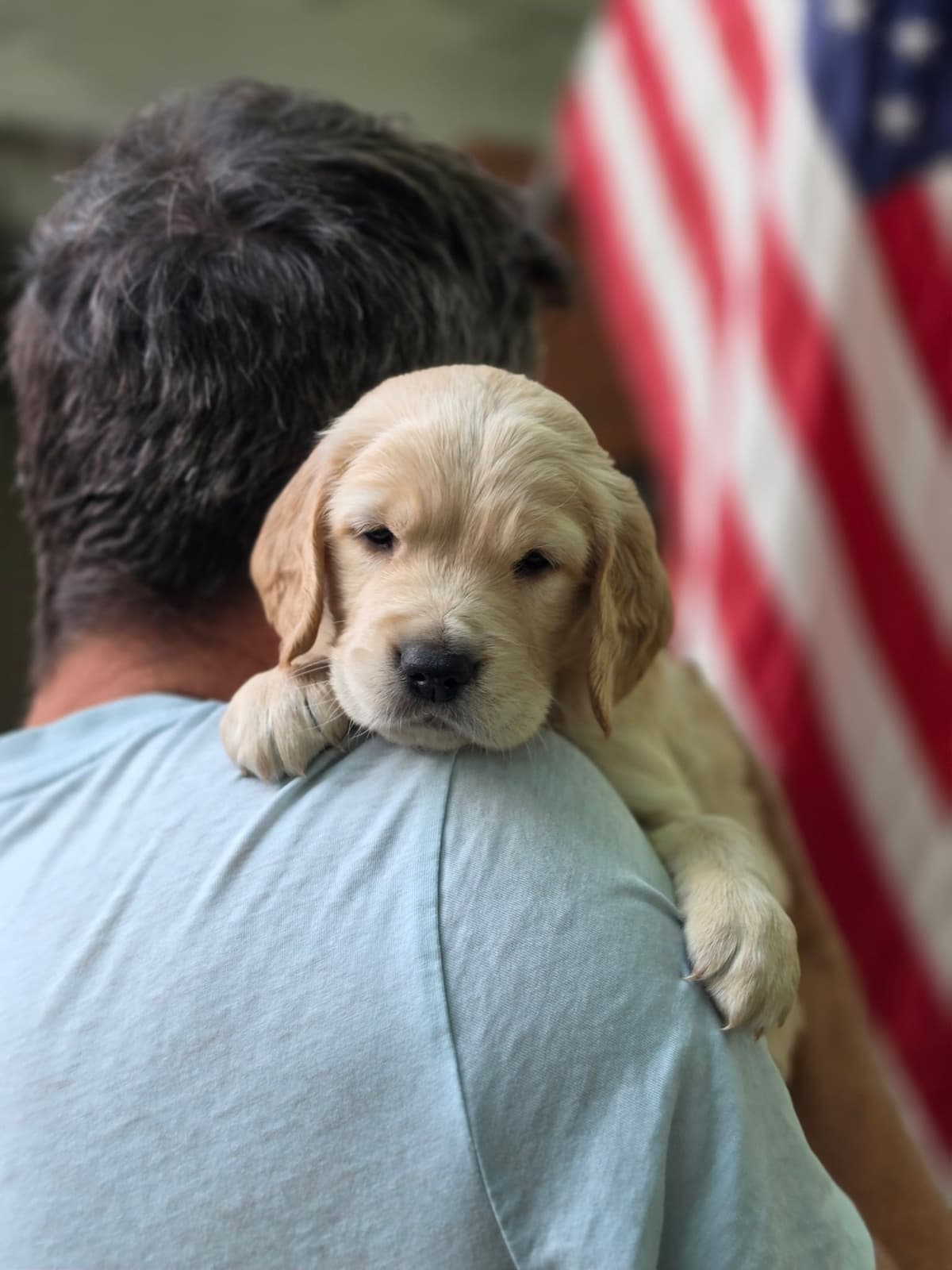 Home Raised AKC Golden Retriever Puppies – Daisy & Boone's Litter breeder image 4