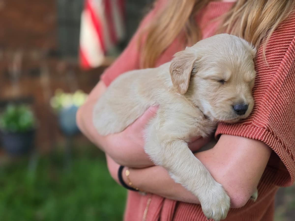 Home Raised AKC Golden Retriever Puppies – Daisy & Boone's Litter breeder image 5