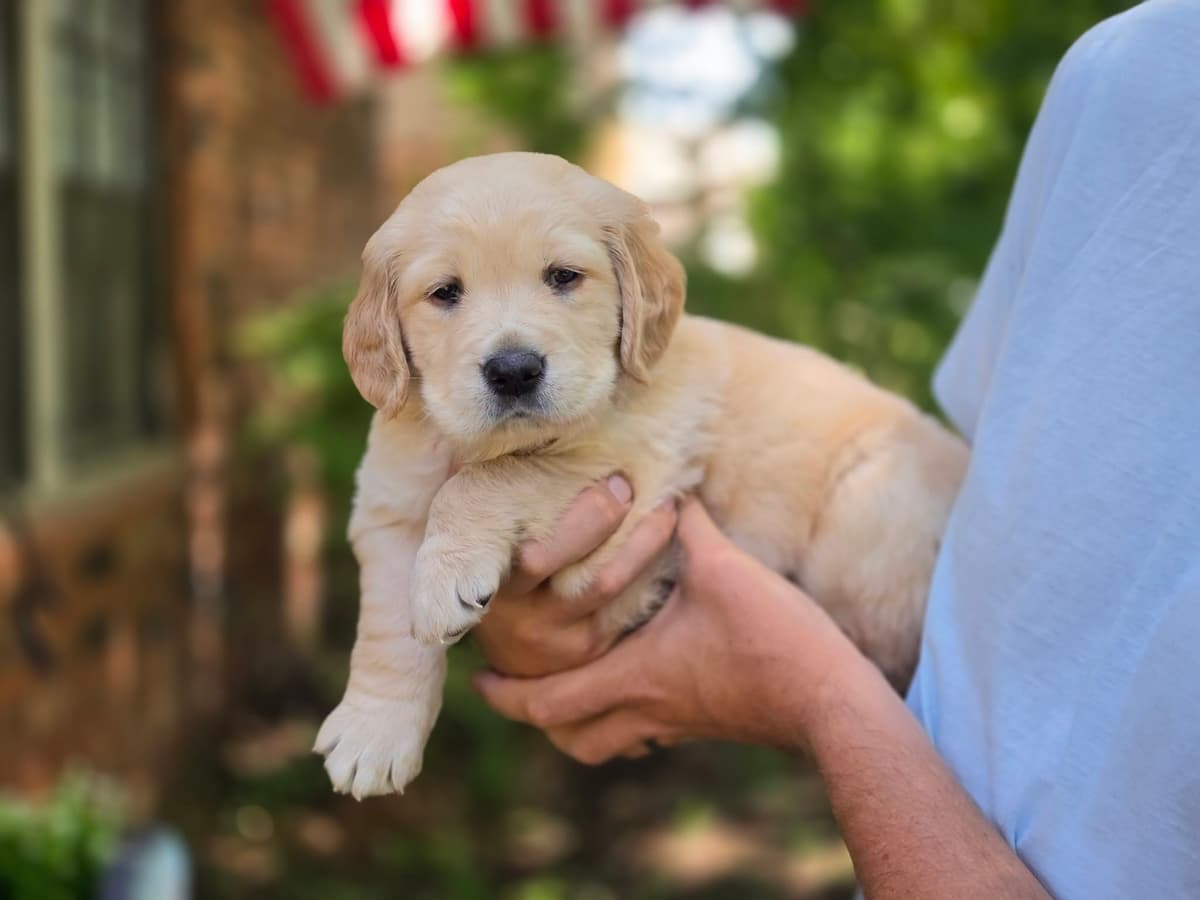 Home Raised AKC Golden Retriever Puppies – Daisy & Boone's Litter breeder image 7