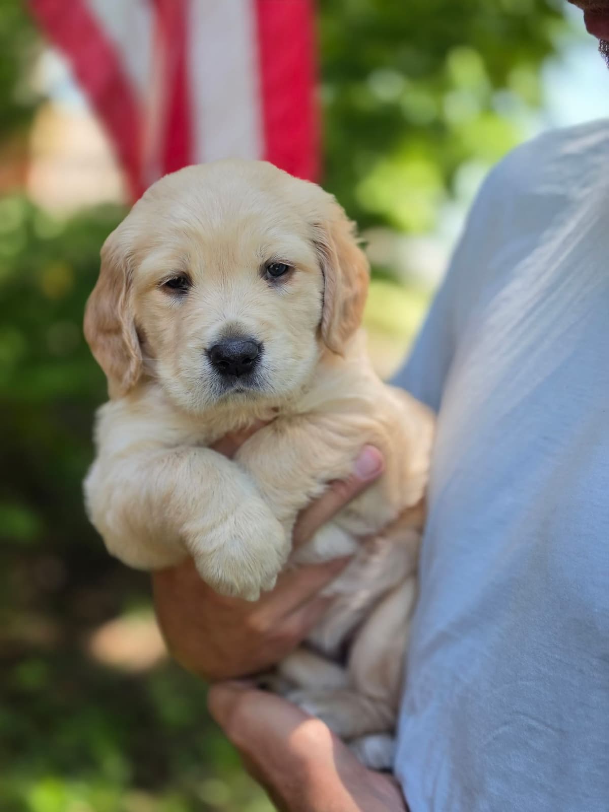 Home Raised AKC Golden Retriever Puppies – Daisy & Boone's Litter breeder image 8