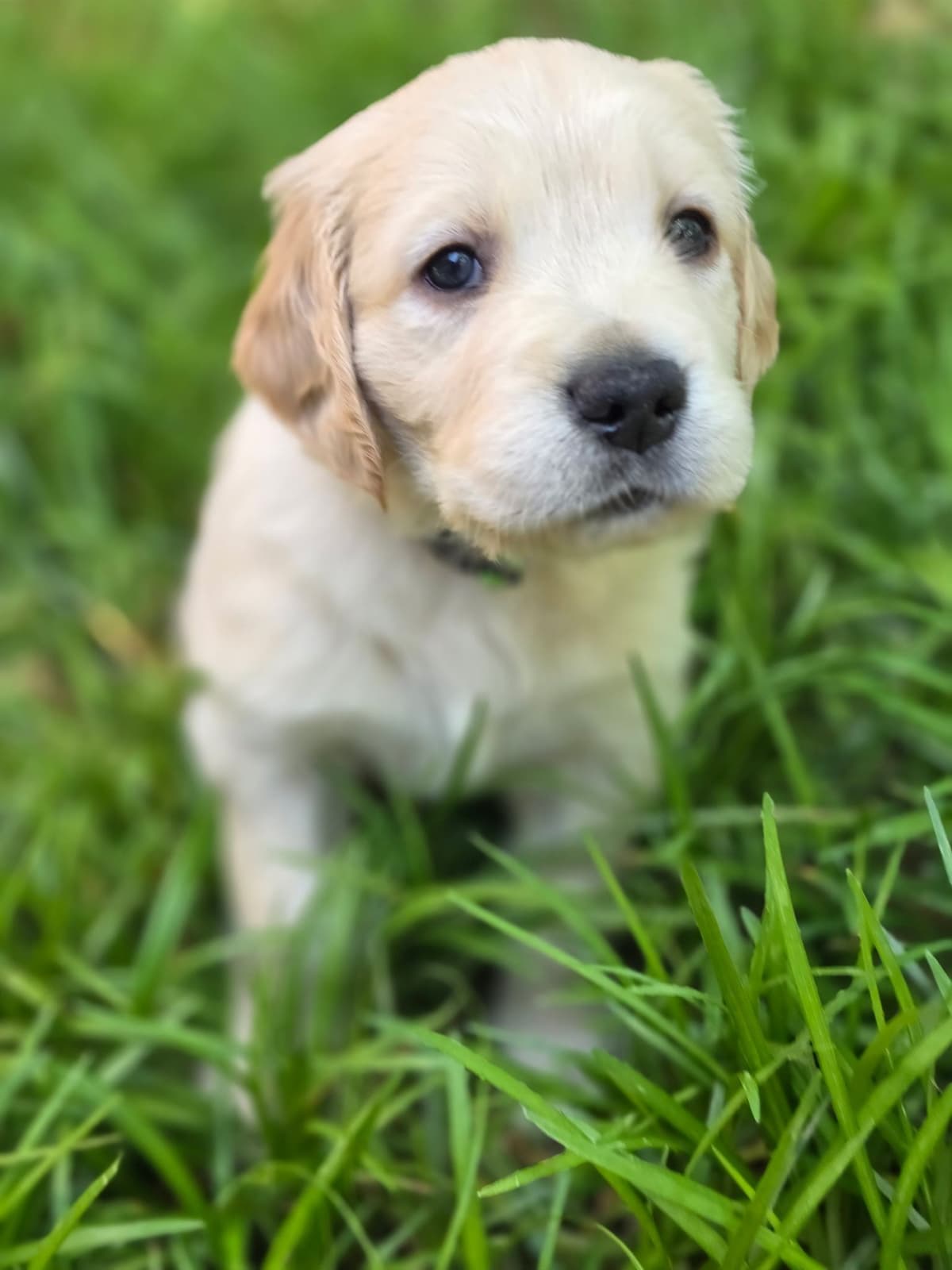 Home Raised AKC Golden Retriever Puppies – Daisy & Boone's Litter breeder image 9
