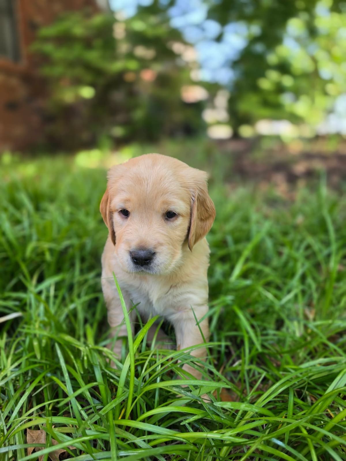 Home Raised AKC Golden Retriever Puppies – Daisy & Boone's Litter breeder image 10