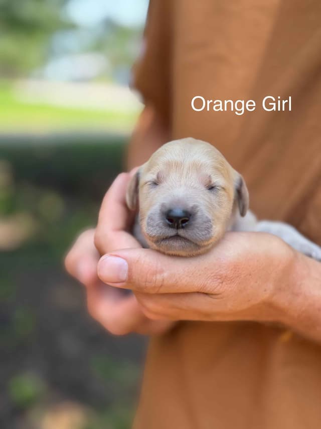 Home Raised AKC Golden Retriever Puppies – Daisy & Boone's Litter media 2