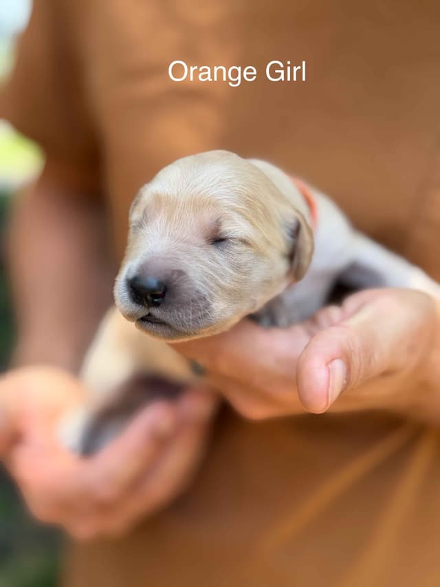 Home Raised AKC Golden Retriever Puppies – Daisy & Boone's Litter media 3