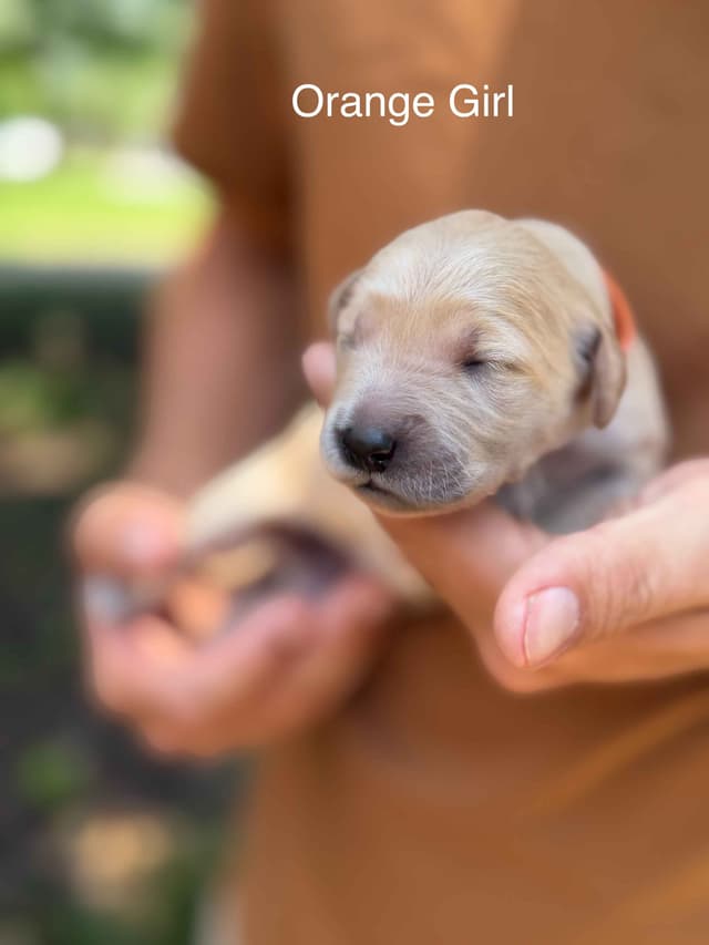 Home Raised AKC Golden Retriever Puppies – Daisy & Boone's Litter media 4