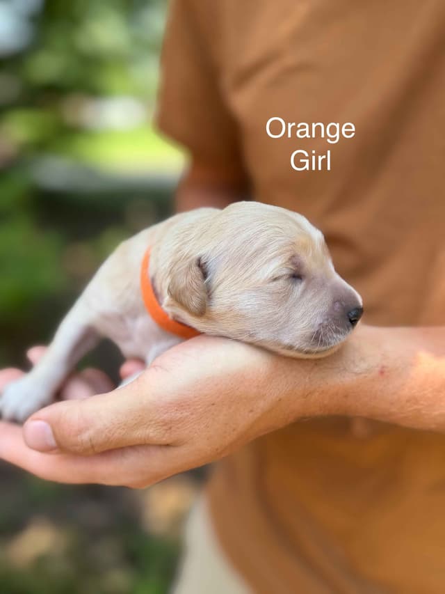Home Raised AKC Golden Retriever Puppies – Daisy & Boone's Litter media 5