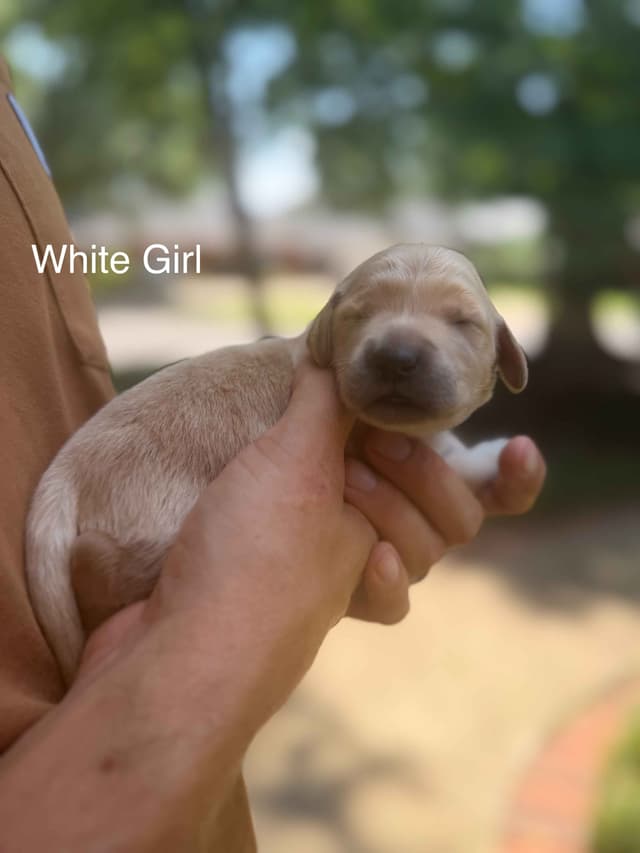 Home Raised AKC Golden Retriever Puppies – Daisy & Boone's Litter media 6