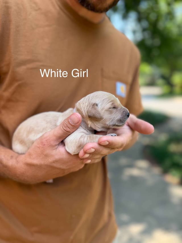 Home Raised AKC Golden Retriever Puppies – Daisy & Boone's Litter media 7