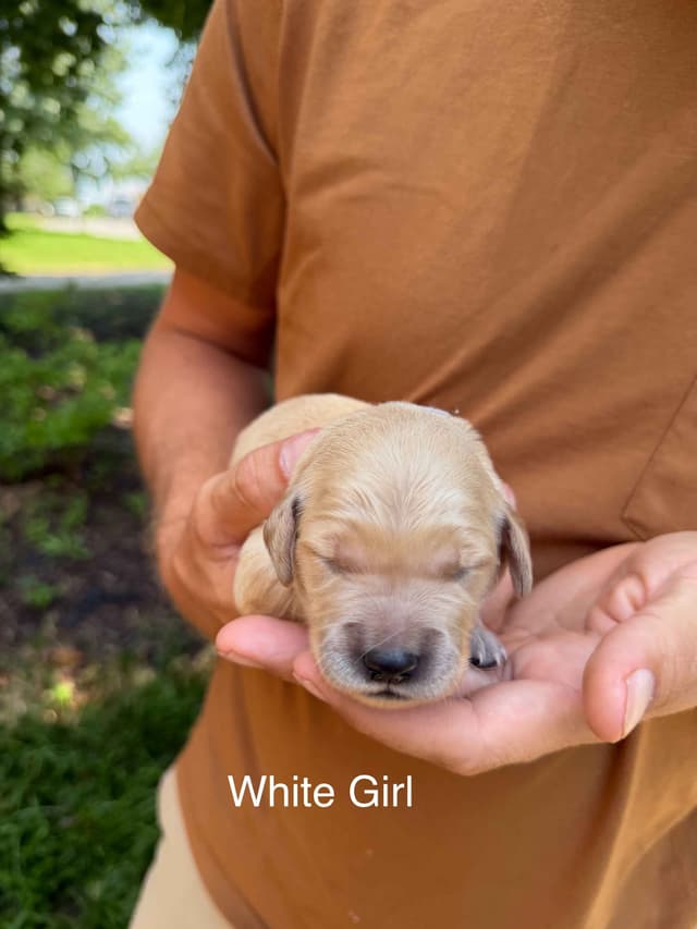 Home Raised AKC Golden Retriever Puppies – Daisy & Boone's Litter media 8