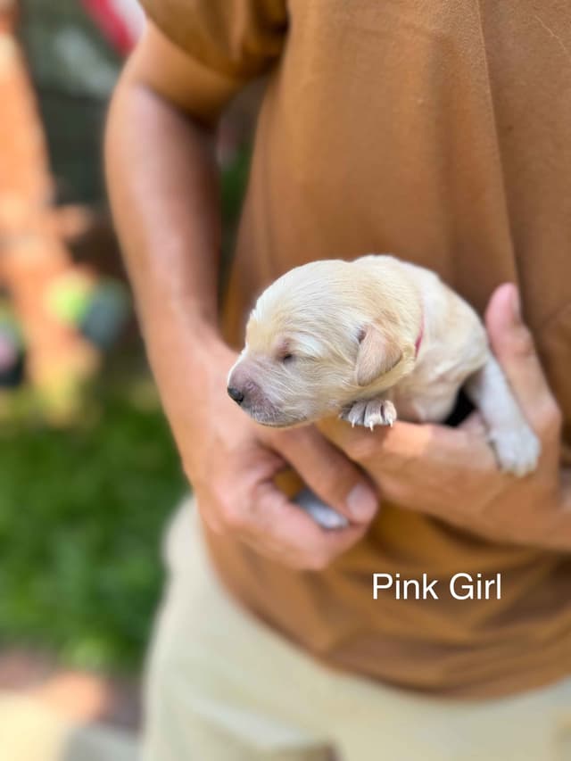 Home Raised AKC Golden Retriever Puppies – Daisy & Boone's Litter media 11