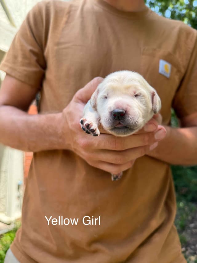 Home Raised AKC Golden Retriever Puppies – Daisy & Boone's Litter media 12