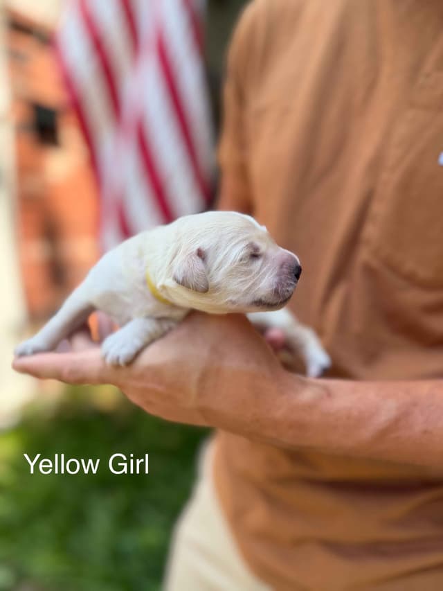 Home Raised AKC Golden Retriever Puppies – Daisy & Boone's Litter media 14