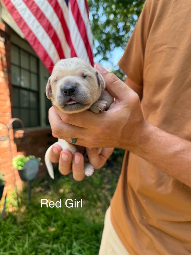 Home Raised AKC Golden Retriever Puppies – Daisy & Boone's Litter media 15