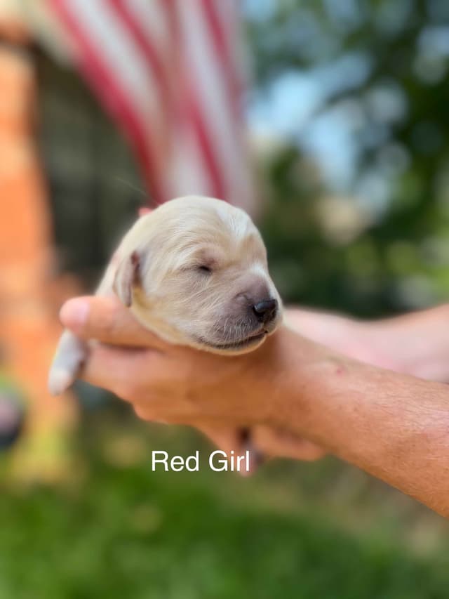 Home Raised AKC Golden Retriever Puppies – Daisy & Boone's Litter media 16
