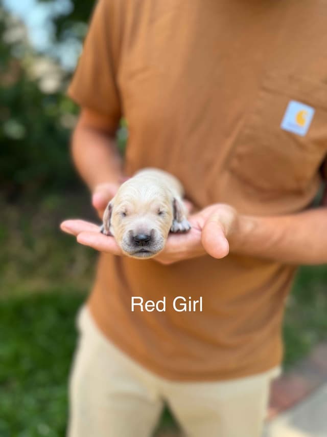 Home Raised AKC Golden Retriever Puppies – Daisy & Boone's Litter media 17