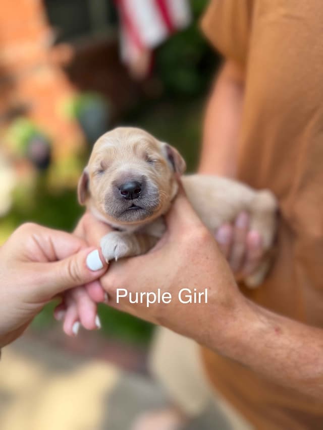 Home Raised AKC Golden Retriever Puppies – Daisy & Boone's Litter media 19