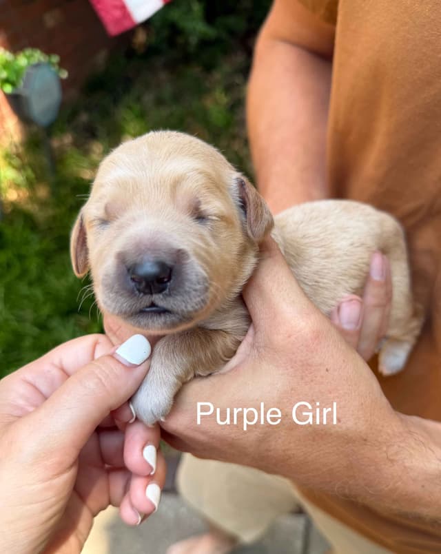 Home Raised AKC Golden Retriever Puppies – Daisy & Boone's Litter media 20