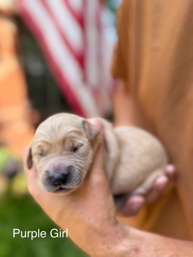 Home Raised AKC Golden Retriever Puppies – Daisy & Boone's Litter media 21