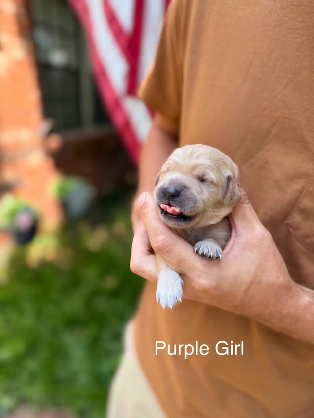 Home Raised AKC Golden Retriever Puppies – Daisy & Boone's Litter media 22
