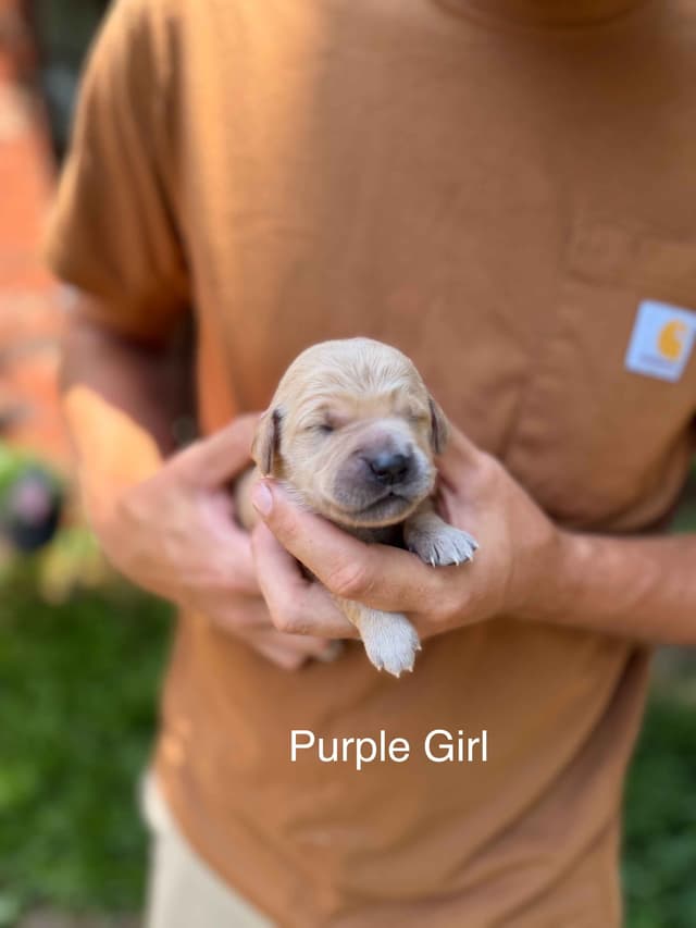 Home Raised AKC Golden Retriever Puppies – Daisy & Boone's Litter media 23