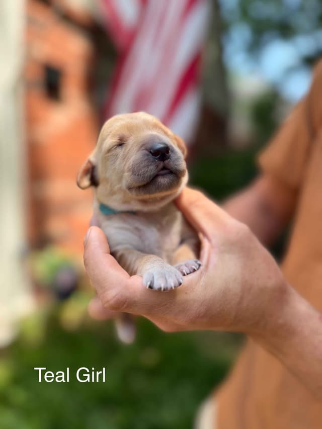 Home Raised AKC Golden Retriever Puppies – Daisy & Boone's Litter media 24