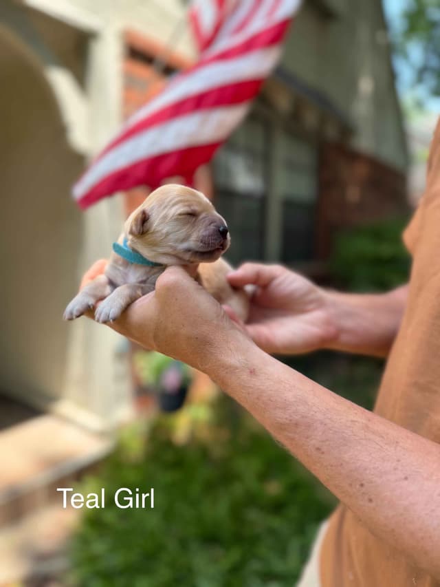 Home Raised AKC Golden Retriever Puppies – Daisy & Boone's Litter media 25