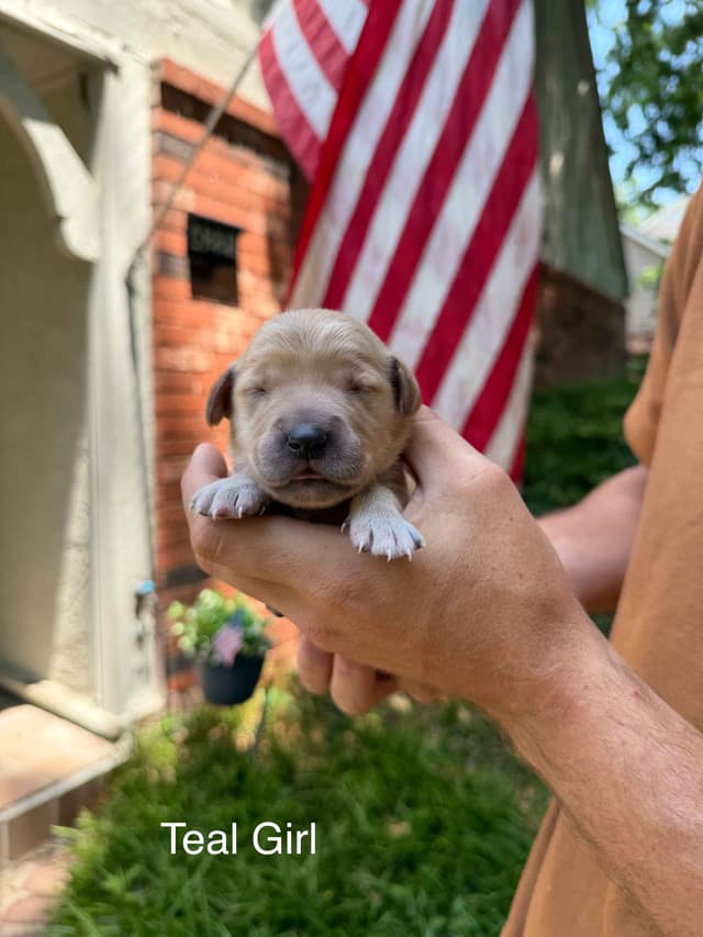 Home Raised AKC Golden Retriever Puppies – Daisy & Boone's Litter media 28