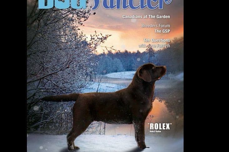 Labrador Retriever Puppies breeder image 5