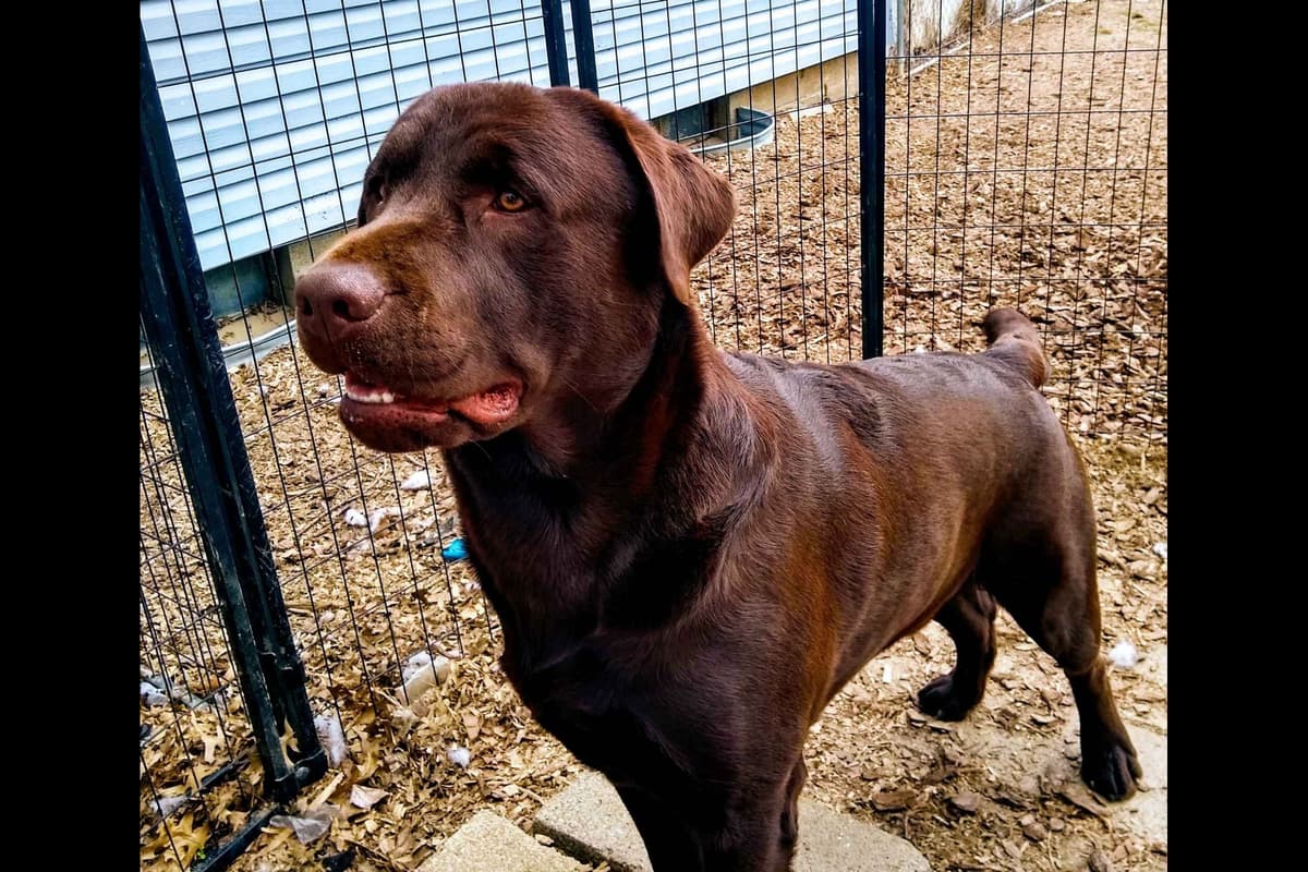 Labrador Retriever Puppies breeder image 6