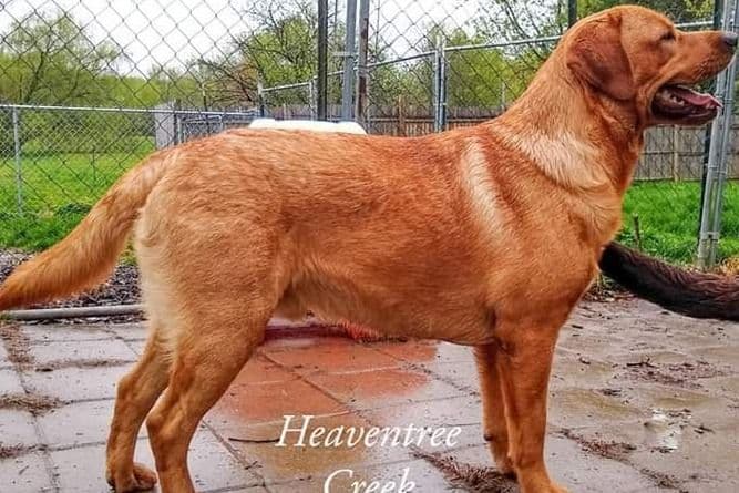 Labrador Retriever Puppies breeder image 11