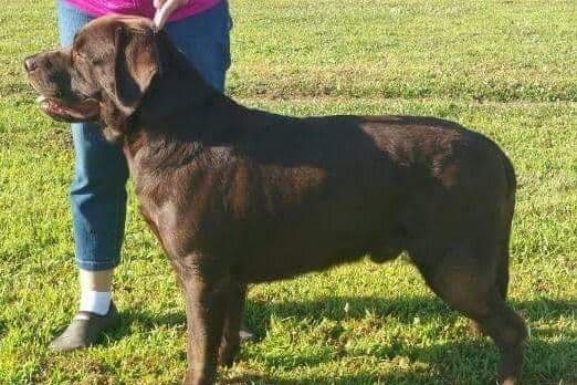 Labrador Retriever Puppies breeder image 1