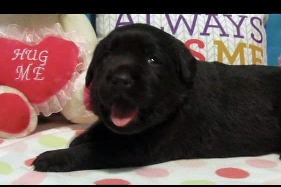 Labrador Retriever Puppies breeder image 3