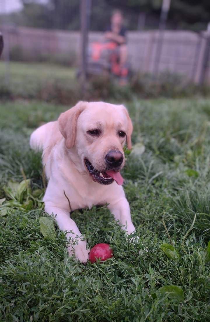 Labrador Retriever Puppies breeder image 13