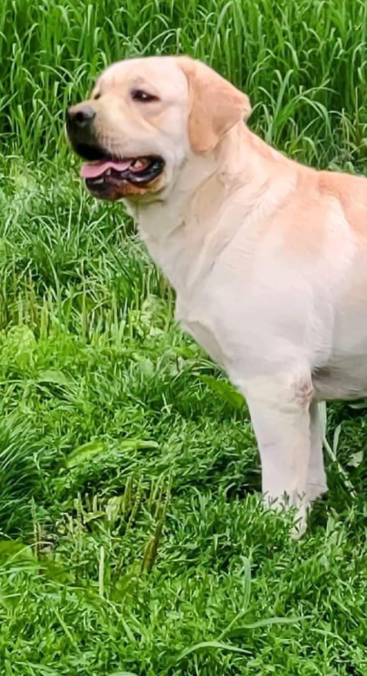 Labrador Retriever Puppies breeder image 16