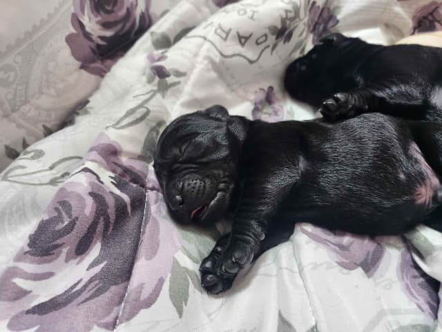 Labrador Retriever Puppies media 5